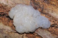 Klontjestrilzwam - Myxarium nucleatum, Het Staelduinse Bos, Klontjestrilzwam