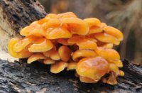 Gewoon Fluweelpootje, Het Staelduinse Bos, Gewoon Fluweelpootje
