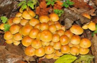 Zwavelkopjes, Het Staelduinse Bos, Gewone Zwavelkop