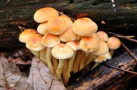 Gewone Zwavelkop, Het Staelduinse Bos, Gewone Zwavelkop