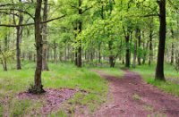 Kampina - Brabant