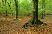 Staelduinsebos, Staelduinsebos, bos