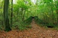 Staelduinsebos, Staelduinsebos