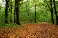 Staelduinsebos, Staelduinsebos