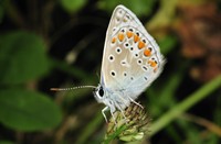 Icarusblauwetje