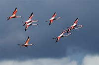 Flamingo