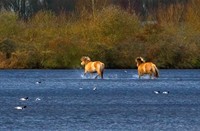 koniks paarden