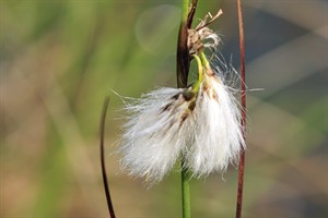 Veenpluis