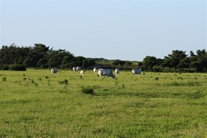 Witte koeien