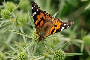 Distelvlinder
