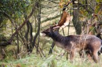 Bronstijd, Amsterdamse Waterleidingduinen, Damhert