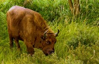 wisent 