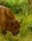 wisent 