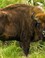 wisent