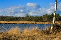 Kalmthoutse Heide