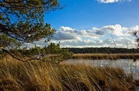 Kalmthoutse Heide