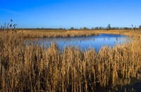 Oostvaardersplassen