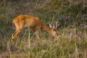 Reeën in het Natuurgebied Bussemerheide 
