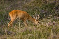 Reeën in het Natuurgebied Bussemerheide 