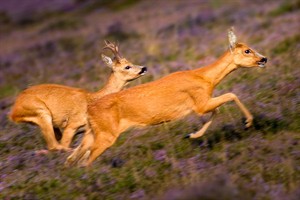 Reeën in het Natuurgebied Bussemerheide 