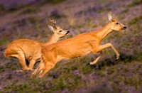 Reeën in het Natuurgebied Bussemerheide 