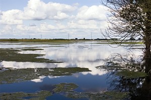 Brabantse Biesbosch vogelreservaat 