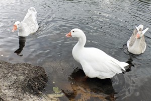 Ganzen