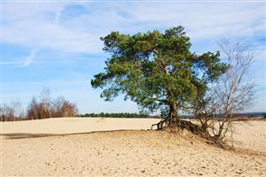 Kootwijkerzand in de winter