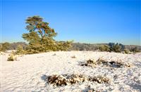 Hoge Veluwe in de winter