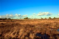 landschap