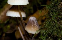 paddestoelen
