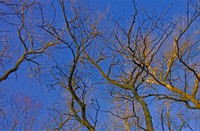 bomen in herfst geen bladen