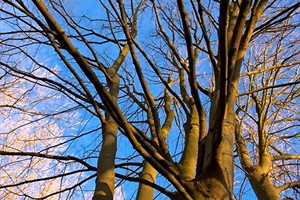 bomen 