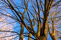 bomen 