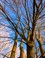 bomen 