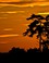 landschap 