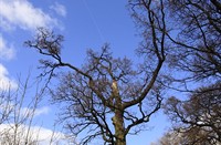 Oude bomen in het cultuurlandschap van Mariënwaerdt