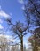 Oude bomen in het cultuurlandschap van Mariënwaerdt