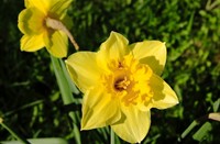 Narcissen in Landgoed Mariënwaerdt