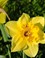 Narcissen in Landgoed Mariënwaerdt