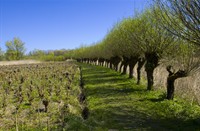 Knotwilgen flaneren langs de wandelroutes