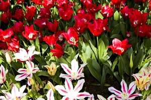 Zo veel soorten tulpen