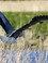 De blauwe reiger (Ardea cinerea)