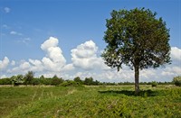 Her der staan bomen langs de kreken