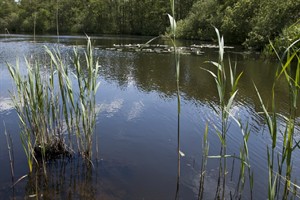 Naardermeer
