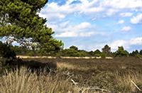 landschap