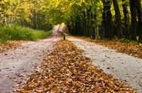 Herfst