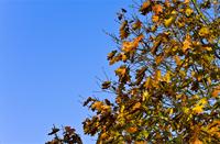 herfst bladen