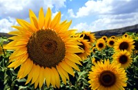 zonnebloem