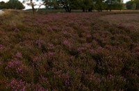 landschap